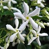 Sternjasmin - Immergrün, Weiβ, Duftend & Winterhart - Wintergrün - Jasmin | 1,5 Liter Topf - ClematisOnline Kletterp