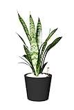 EVRGREEN | Zimmerpflanze Bogenhanf in Hydrokultur mit schwarzem Topf als Set | Schwiegermutterzunge | Sansevieria trifasciata Zey