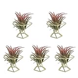 Geometrischer Luftpflanzenhalter, Mini-Metall-Pflanzenständer, Tisch-Pflanzenständer, Regale, Himmeli-Wohndekoration, moderne Tillandsia-Blumentopf-Behälter für Farn, Pflanzen, Osterei-Display (Gold)