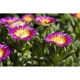 Mittagsblume Wheels of Wonder® 'Purple Wonder' - Delosperma 'Purple Wonder', im Topf 12 cm winterhart - 12