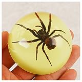 OVBBESS Bernstein Insekten Insekt Bug in Kristallsteinen Insekten Sammlung Proben Biologie Pädagogisches Spielzeug für Erwachsene Kinder(Diameter 6.4cm)