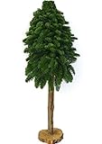 Handgesteckter Tannenbaum auf einer Baumscheibe, 40cm hoch, Abies, Echte Nordmanntanne, Nob