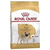 Royal Canin Mops Adult Trockenfutter für Hunde, 3 kg, 3 Stück