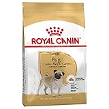 Royal Canin Mops Adult Trockenfutter für Hunde, 3 kg, 3 Stück