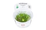 Tropica 1-2-Grow! Eriocaulon cinereum 1 Stück
