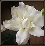 Lilien zwiebeln winterhart mehrjährig,Frische Rosa Pflaume Weiß Exotische Blume Grün Fett Rot Dünn,Dekorativer Balkon,Geheimnisvoll-A,3 Zwieb