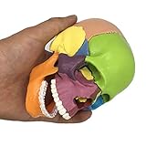 ZJM Farbiger Menschlicher Schädelmodell, 1/2 Lebensgröße Medizinischer Anatomischer Schädelmodell, 15-Teile Abnehmbar, Einfach Zu Montieren, Für Medizinische/Art/Forschung