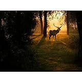 ZMGYA Puzzlespiele für Erwachsene Light-300 Erwachsene Puzzles Tiere Puzzles Lernspiele Puzzle Landschaft。