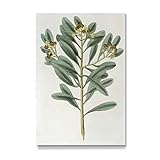 artboxONE Galerie-Print 30x20 cm Zimtpflanze hochwertiges Acrylglas auf Alu-Dibond Bild - Wandbild von Culture Imag