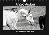 Anglo Araber Impressionen schwarz weiß (Wandkalender 2022 DIN A4 quer)