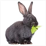 Wallario Acrylglasbild Süßes Kaninchen mit Grünzeug beim Futtern - 50 x 50 cm in Premium-Qualität: Brillante Farben, freischwebende Optik