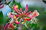 Japanische Geißblatt 15 Samen,(Lonicera japonica) intensive, teejasminartige D