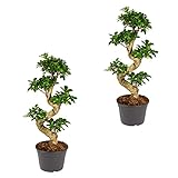 Bonsai-Baum | Ficus 'Ginseng' S-Form pro 2 Stück - Zimmerpflanzen im Gärtnertopf ⌀21 cm - ↕70
