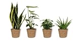 Zimmerpflanzen Set - 1x Aloe Vera, 1x Coffea Arabica, 1x Monstera, 1x Sansevieria - Zimmerpflanzen in braunem Korb - Luftreinigend - Höhe +/- 25cm inklusive Topf - 12cm Durchmesser (Topf)