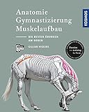 Anatomie, Gymnastizierung, Muskelaufbau: Die besten Übungen für Pferde am B