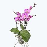 1 x echte Phalaenopsis Orchideen - Two of Us Orchideen mit je 4+ Blütenstielen im 13 cm Topf - rosa Blüten - 40-50 cm Groß - Zimmerpflanze im Top