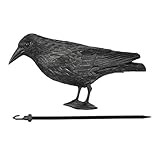 Schwarzer Rabe Taubenschreck