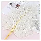 JIAN Fit für Ziegenzahn-Zahnblatt Farn-Konservierter Blumen FiddleHappe Farne Wohnkultur Hochzeitsdekoration Dekoration Pampas Gras Vaso Palmblatt Exquisite (Color : White, Size : 10pcs)
