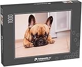 fotopuzzle.de Puzzle 1000 Teile 21. Oktober 2017; Moskau, Russische Föderation: Welpe der französischen Bulldogge, der vor der Kamera p