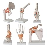 ZJM Lebensgroßes Menschliches Skelettmodell, 6-Teiliges Gelenkskelett Anatomisches Modell Mit Bändern, Einschließlich Fußhand, Hüfte, Knie, Schulter Und Ellbogengelenk