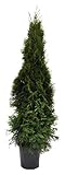 Thuja occidentalis Smaragd 120cm Lebensbaum im Topf gew