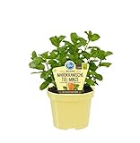 Bio Minze Marokkanische Tee-Minze (Mentha spicata), Kräuter Pflanzen aus nachhaltigem Anbau, (1 Pflanze)