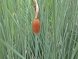 Zwergrohrkolben | Typha minima | Wasserpflanze | Teichpflanze | winterhart | Mini Teich geeignet | echter europäischer Zwerg-Rohrkolben | S