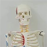 Realistisches Modell 85cm Human Anatomy Skeleton Modell - Abnehmbares menschliches Skelett-Knochen-Modell mit Muskeln-Färbung-Punkt - Lehre Skeleton Modell Wirbelsäule Nerven Intervertebal Disc Sk