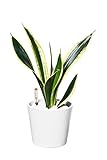EVRGREEN | Zimmerpflanze Bogenhanf in Hydrokultur mit weißem Topf als Set | Schwiegermutterzunge | Sansevieria trifasciata Superb