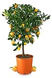 Meine Orangerie Calamondin Mezzo - veredelte Calamondin Orange im 6,5-Liter Topf - echter Citrusbaum - 80 bis 100 cm - Calamansi - fruchtreifer Zitrusbaum in Gärtnerqualität - Mini-Orangenb