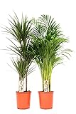 Gärtnerei VDA Plant - Komplettes Pflanzenpaket - Areca Palm ø21 Topfgröße - Dracaena Topfgröße 21 - Große Zimmerp