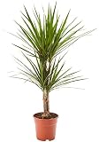 AIRY Drachenbaum (Dracaena marginata) • Luftreinigende Pflanze • Topf-Ø ca. 17cm, Höhe mit Topf ca. 65cm • Zimmerpflanze in gärtnerischer Qualität • Sicherer Pflanzenversand durch deutsche G