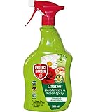 PROTECT GARDEN Lizetan AF Zierpflanzen-und Rosen-Spray (ehem. Bayer Garten), gegen Schädlinge an Rosen, Zierpflanzen, Obst und Gemüse (Blattläuse, Spinnmilben, Schildläuse, uvm.), 500