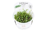 Tropica Marsilea Crenata 1-2-GROW!