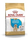 ROYAL CANIN Labrador Retriever Junior 3 kg, 1er Pack (1 x 3 kg)