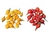 Biquinho MIX 20 Samen -Der Mini Chili ohne Schärfe- Tolle F