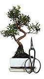 Bonsai Geschenk-Set Kirschmyrte mit Schere syzygium zimmertauglich anfängerbonsai zimmerbonsai immergrün ca. 9 Jahre ca. 35