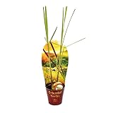 Exotenherz - Zitronengras, Cymbopogon citratus, 12cm Top