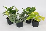 WL PLANTS 4er Set Efeutute - Zimmerpflanze/Hängepflanze - +/- 20cm Hoch - 12cm Durchmesser - efeu girlande - zimmerpflanzen rankend - dünger zimmerp