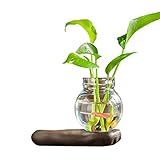 woyada Green Dill Hydrokultur-Vase, Glas-Pflanzgefäß, Blumenvase, niedliche Mönchpuppe, Statue, Ornamente mit Retro-Sockel, Ständer für Hydrokulturen, Pflanzen, Zuhause, Garten, Büro, Hochzeit, Dek