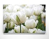 EIN Wunderschönes Blumen-Bild, Tulpe weiß - als großes XXL Leinwand-Bild 120x80cm. Ideal als Wandbild und Dekoration für Wohnzimmer & Schlafzimmer. Aufgespannt auf 2cm H