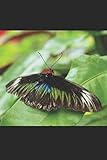 Schmetterling: Notizbuch / Tagebuch / Reisetagebuch Tropischer Schmetterling - DIN A5 120 Seiten punktiert / Punkteraster - Geschenk