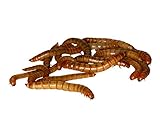 Feeders & more 50g Mehlwürmer in der Dose, lebend für Reptilien, Vögel, Nager, Angelkö
