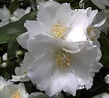 Gartenjasmin Dame Blanche - Europäischer Pfeifenstrauch - Bauernjasmin - Falscher Jasmin - Philadelphus Dame Blanche - stark duftend (40-60)