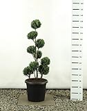 Formschnitt Formgehölz Bonsai PonPon - Chamaecyparis Lawsoniana White Spot Multibol - Gesamthöhe 80-100 cm - Topf 18 L