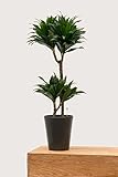 Evrgreen Drachenbaum J. Craig Compacta 80 cm inkl. Topf in anthrazit große robuste Zimmerpflanze in Hydrokultur wenig Licht Dracaena deremensis 1