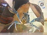 Topbilliger Tiere Blauer Floridakrebs - Procambarus alleni - 1x Weib