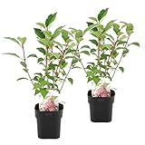 Plant in a Box - 2er Set Hydrangea 'Pink Diamond' - Winterharte Hortensien - Topf ⌀17cm - Höhe 25-40