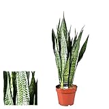 Sansevieria zeylanica ca. 40 cm Bogenhanf bessere Raumluft Zimmerp