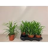 Cyperus Papyrus Green Gold 30-50 cm Zyperngras Wasserpalme Zimmerp